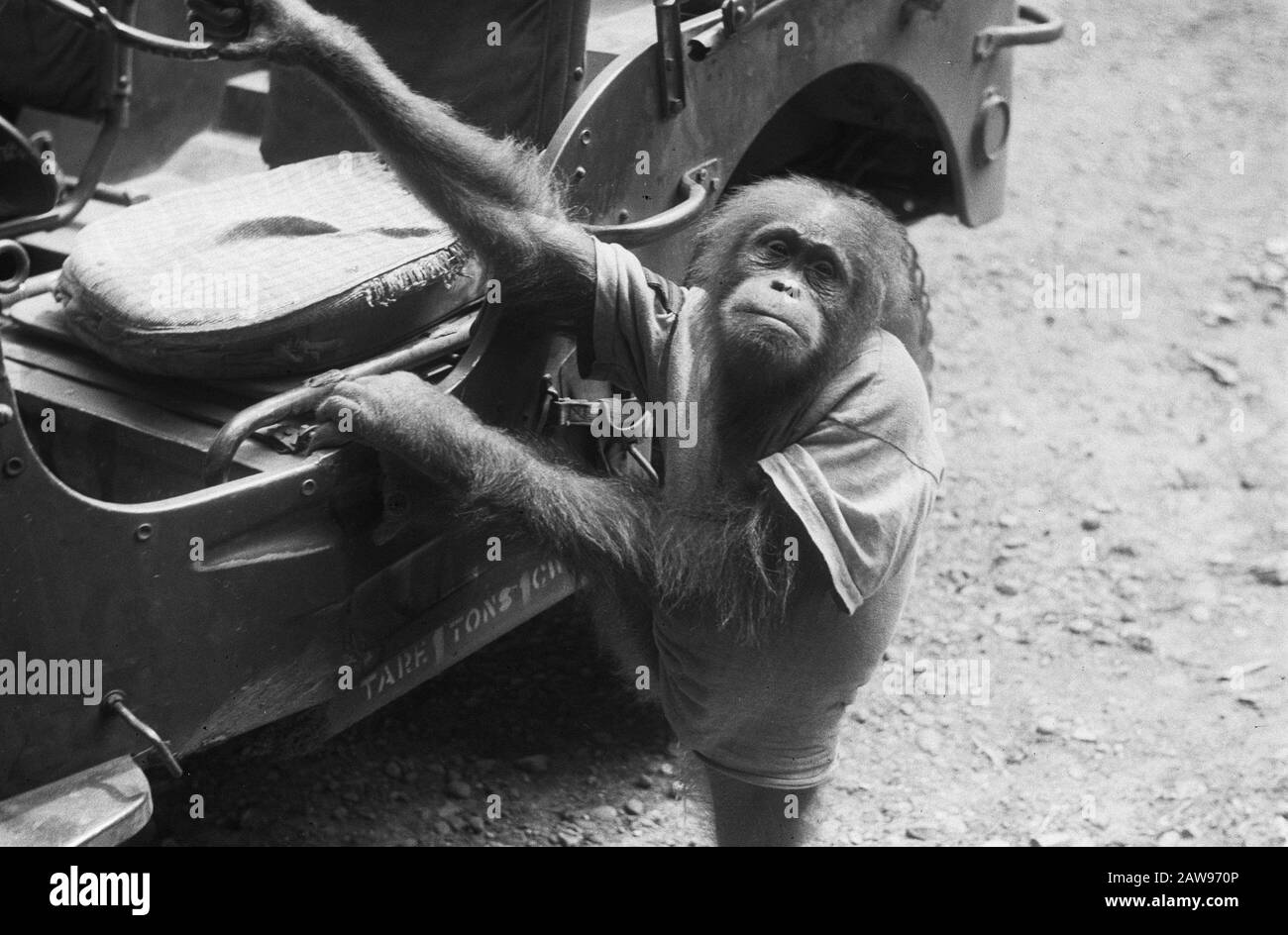 Orang-utan in una jeep Annotazione: DJK Data: 01/01/1947 Ubicazione: Indonesia Indie Orientali Olandesi Foto Stock