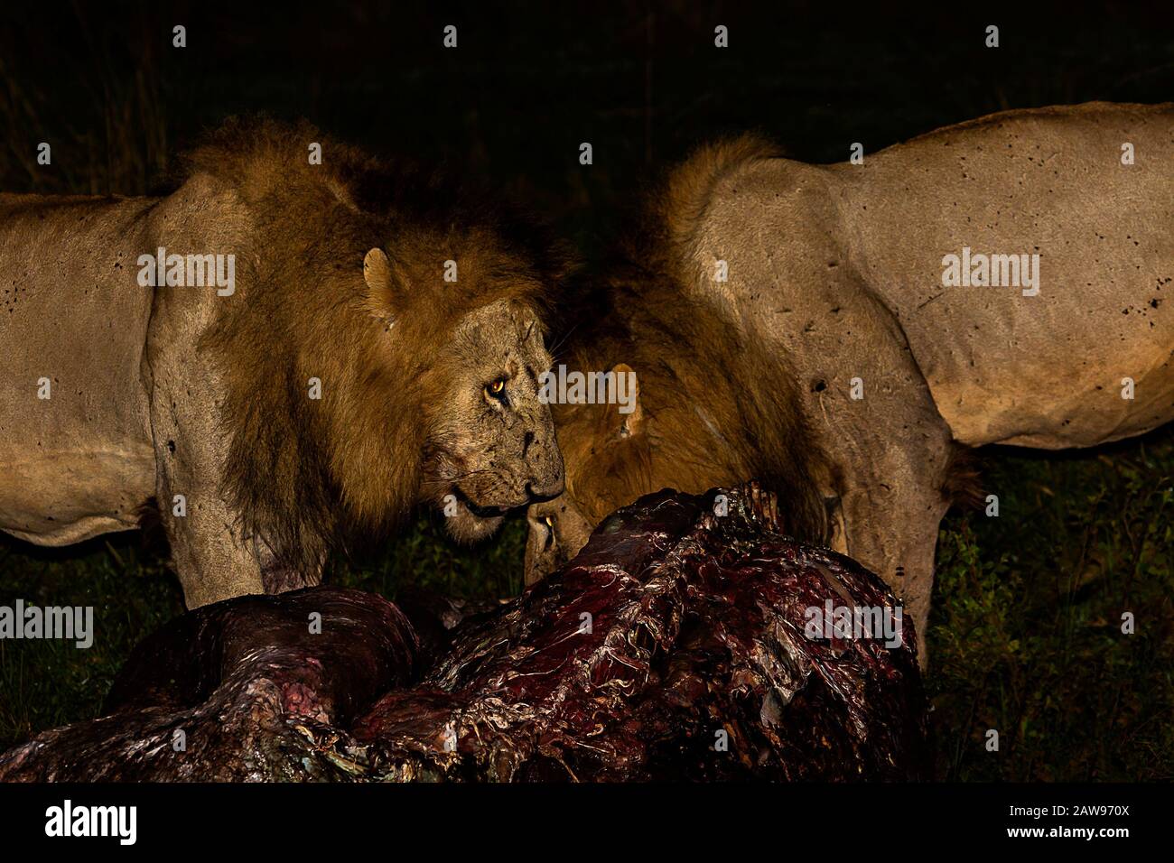 I Lions mangiano l'uccisione di notte a Masai Mara, Kenya, Africa Foto Stock