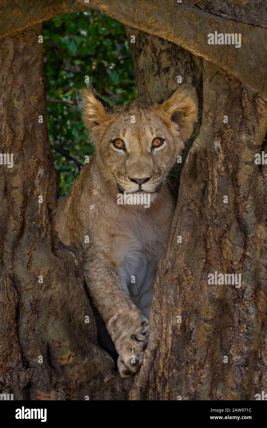 Leone cucciolo nell'albero in Kenya, Africa Foto Stock