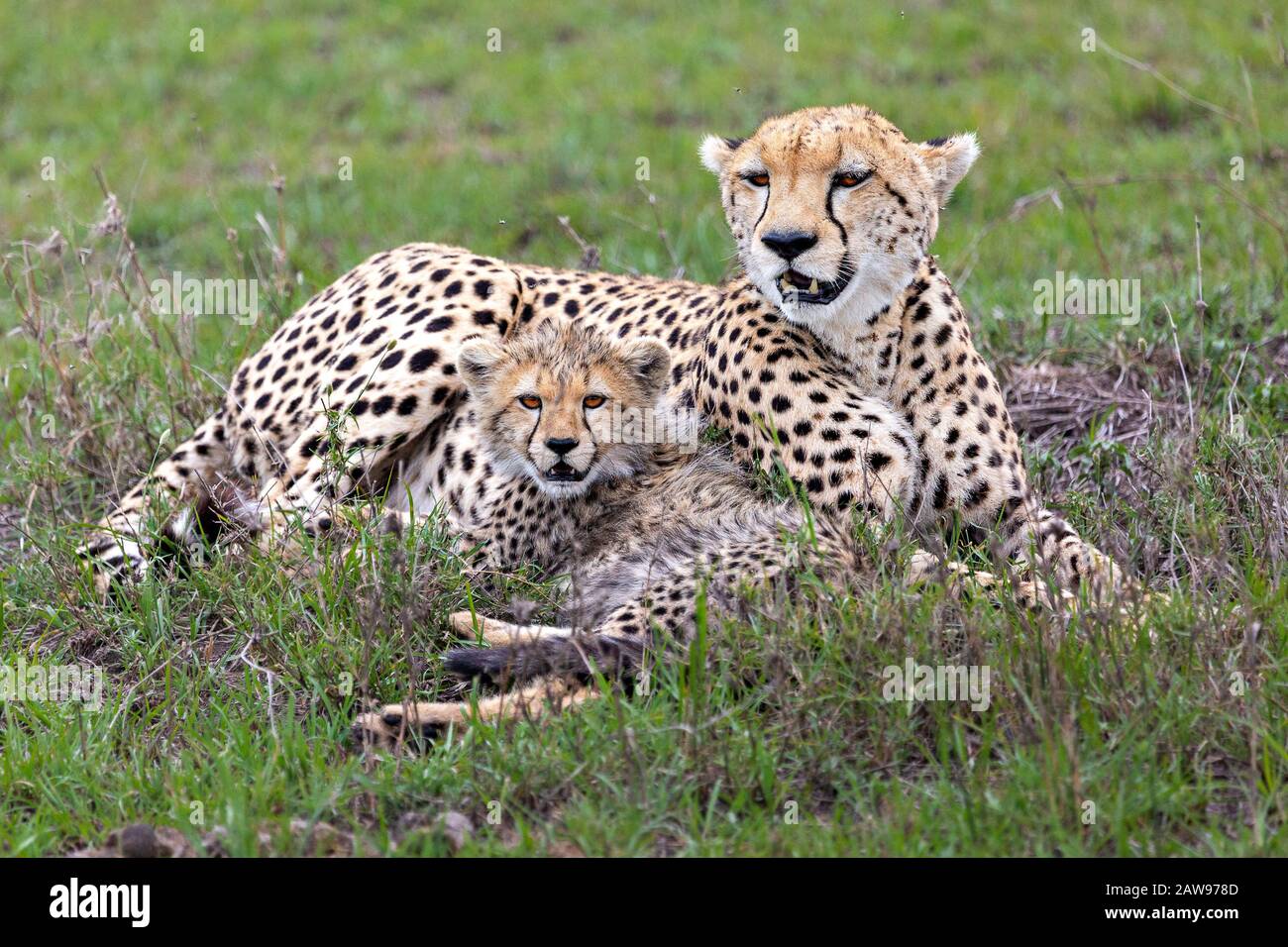 Cheetah e il cucciolo a Maasai Mara, Kenya, Africa Foto Stock