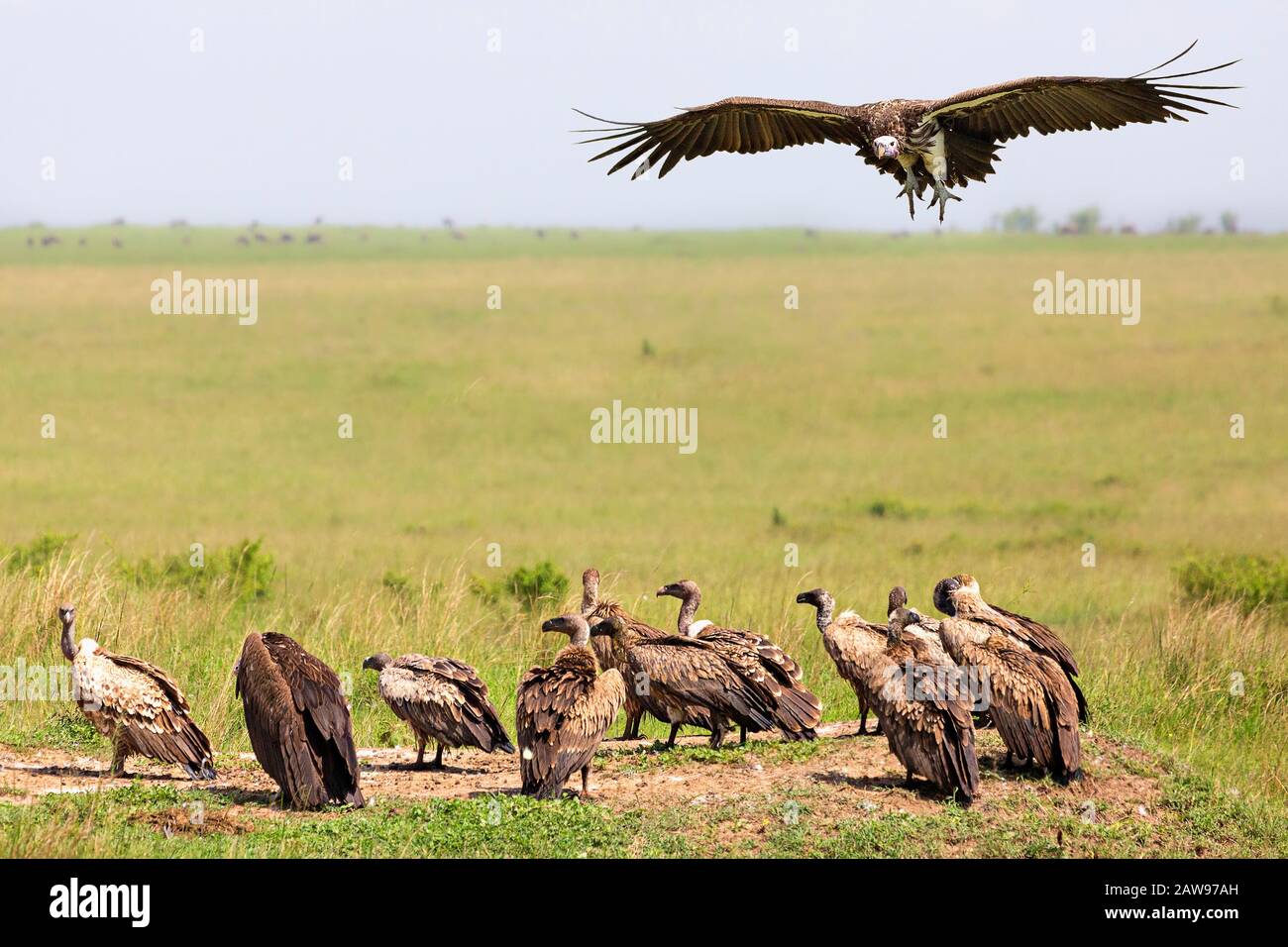 Avvoltoio di fronte lappet in volo, a Maasai Mara, in Kenya Foto Stock