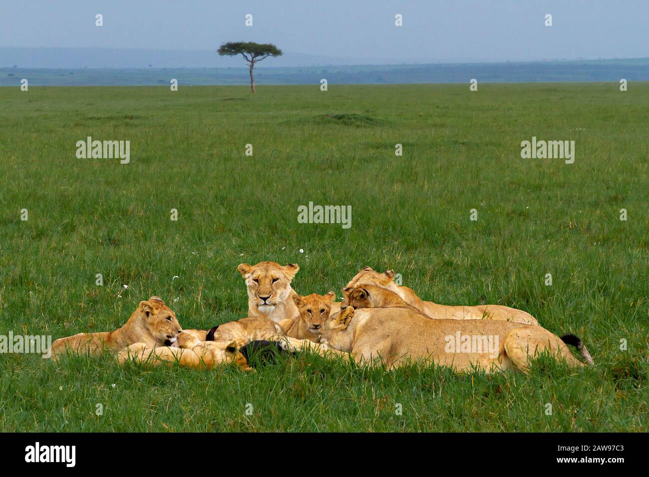 Gruppo di leoni a Maasai Mara, Kenya, Africa Foto Stock