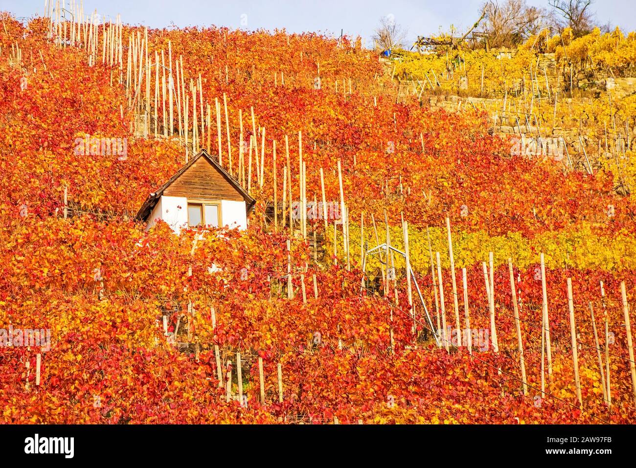 Vigneto in autunno - capanna viticola di vinaiolo tra viti in collina con foglie giallo rosso dorato Foto Stock