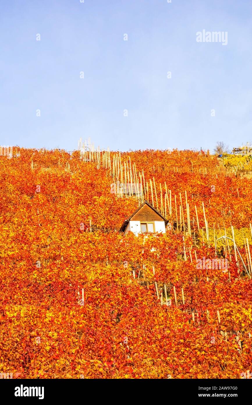 Vigneto in autunno - capanna viticola di vinaiolo tra viti in collina con foglie giallo rosso dorato Foto Stock