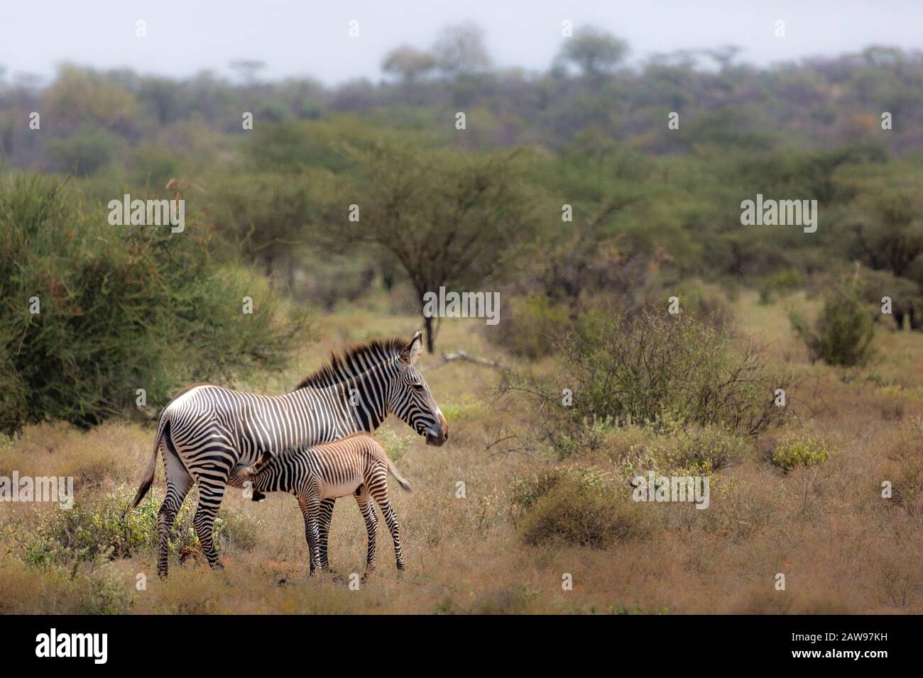 Grevy's Zebra infermieristica in Sweeatwaters, Kenya, Africa Foto Stock