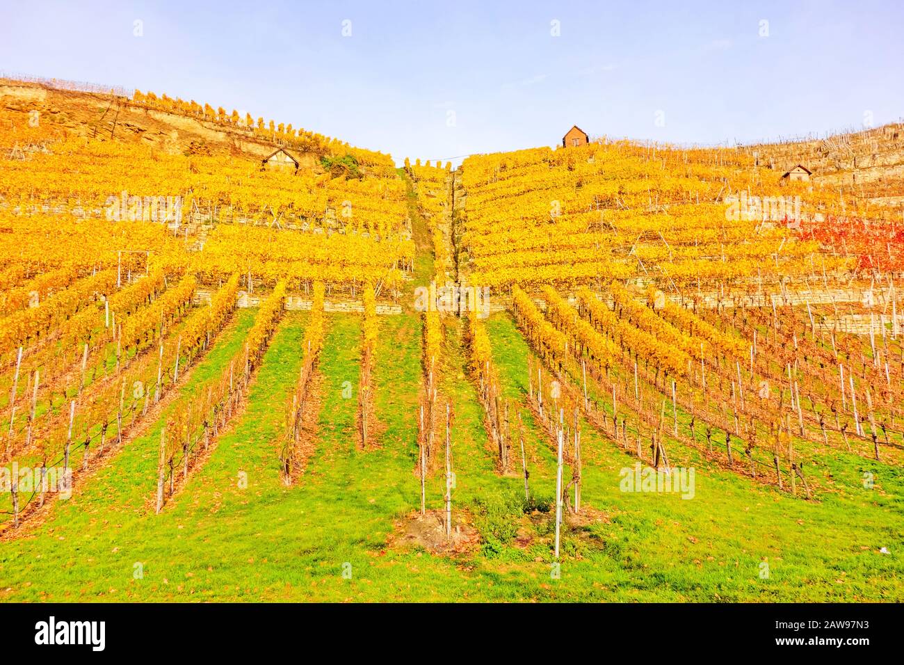 Vigneto in autunno - vinicoltura capanne di vinificatori tra viti in collina con foglie giallo dorato Foto Stock