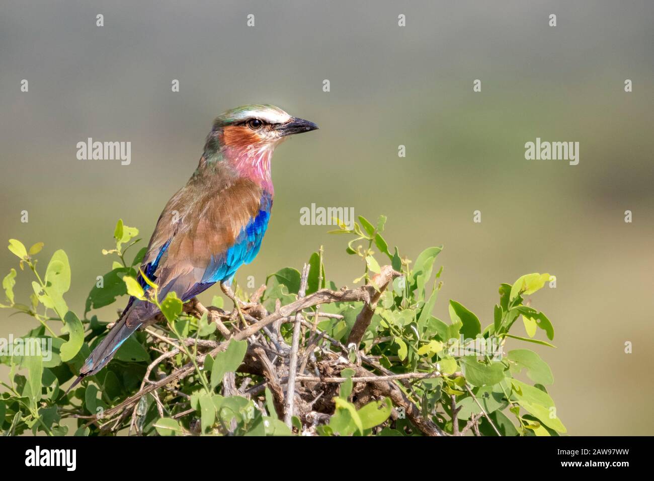 Lilac rullo sabbiato in Samburu, Kenya, Africa Foto Stock