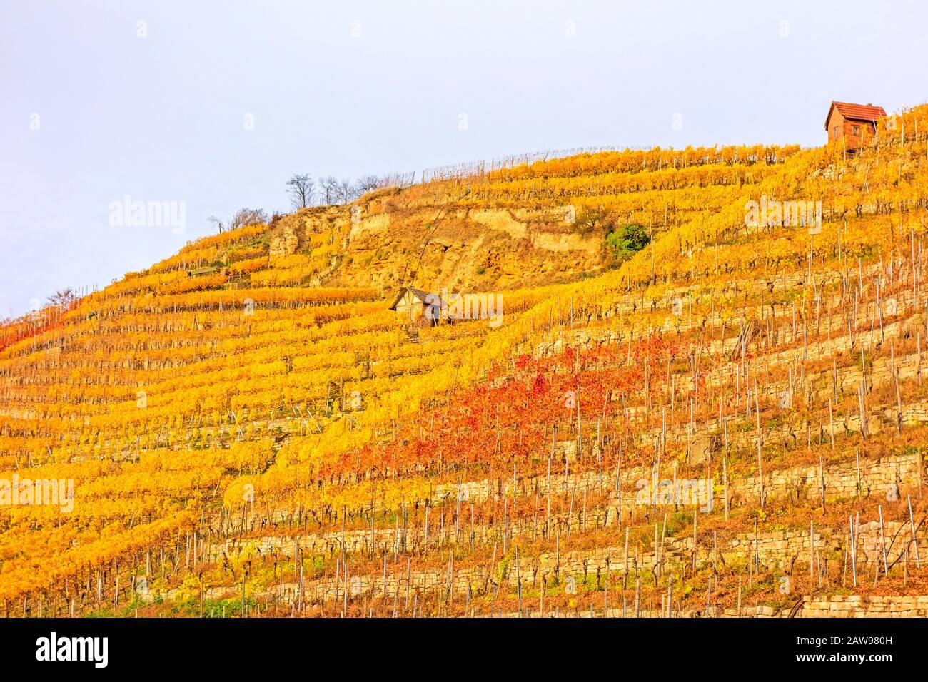 Vigneto in autunno - vinicoltura capanne di vinificatori tra viti in collina con foglie giallo dorato Foto Stock