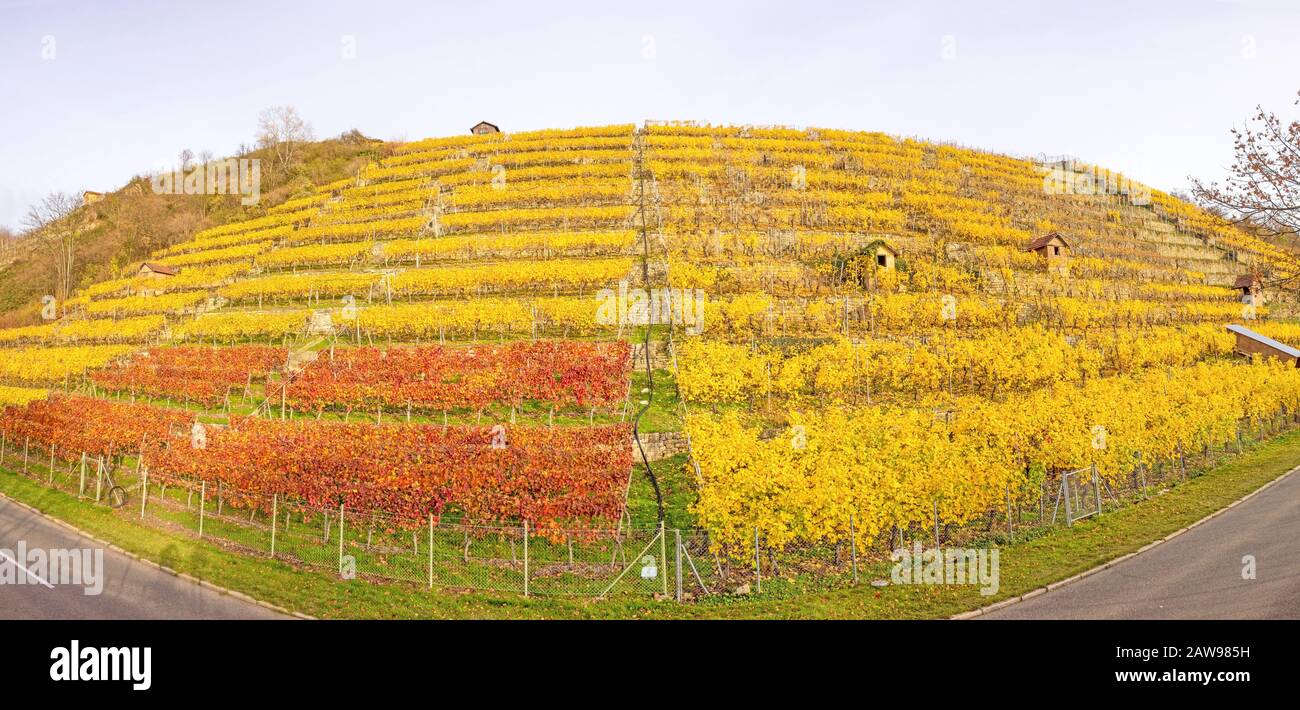 Panorama dei vigneti in autunno - viti a fianco della collina con foglie giallo dorato Foto Stock