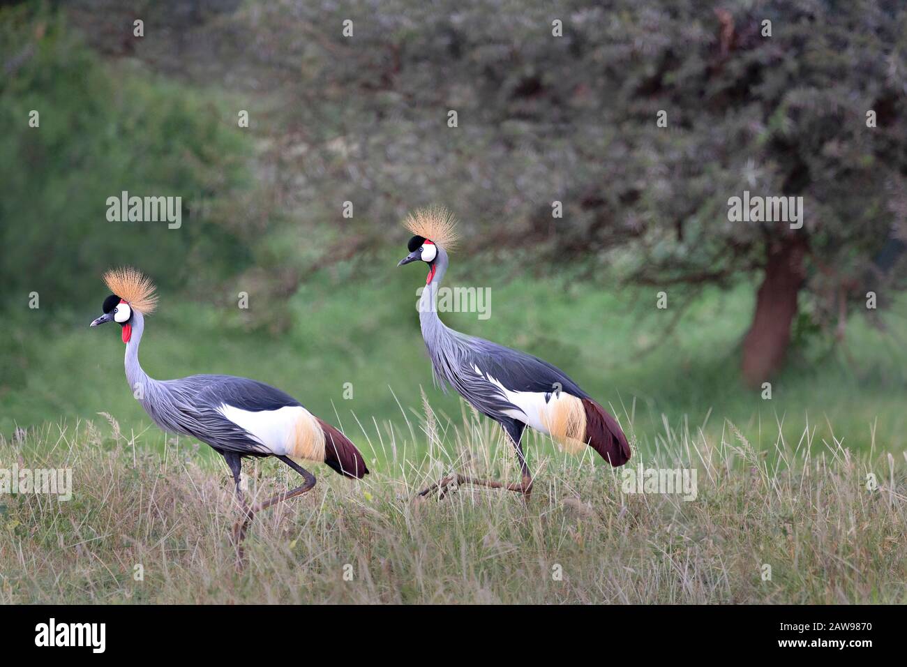 Gru coronate conosciute anche come Crested Crane in Samburu, Kenya, Africa Foto Stock