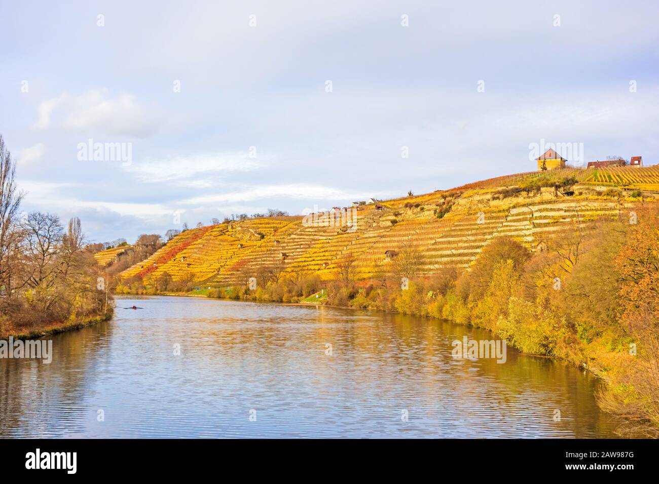 Vigneto in collina del fiume Neckar, Stoccarda, Germania - viti in autunno con foglie giallo dorato Foto Stock