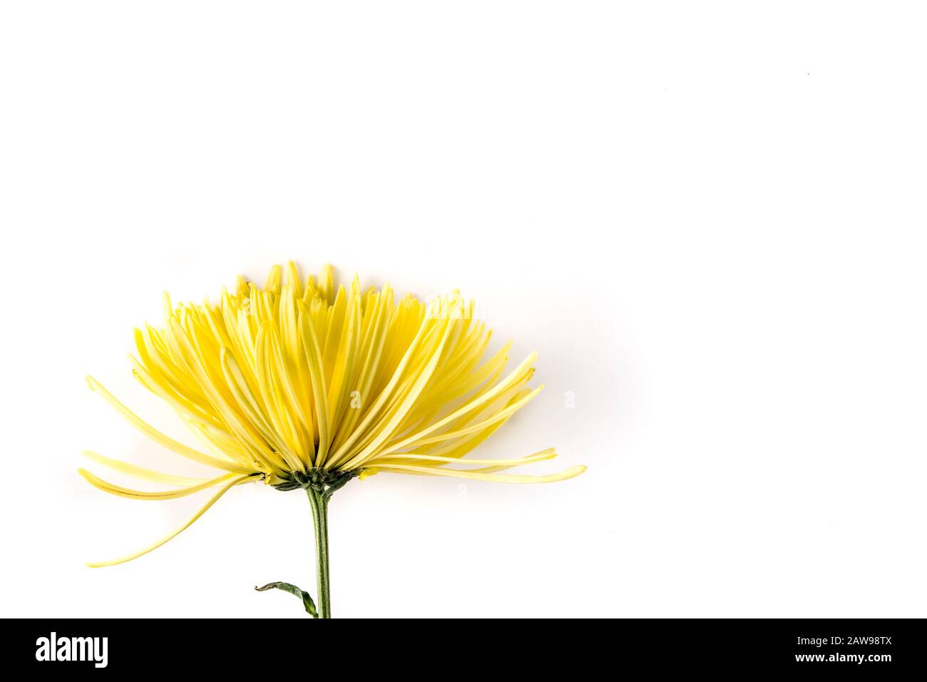 Fiore giallo isolato su sfondo bianco Foto Stock