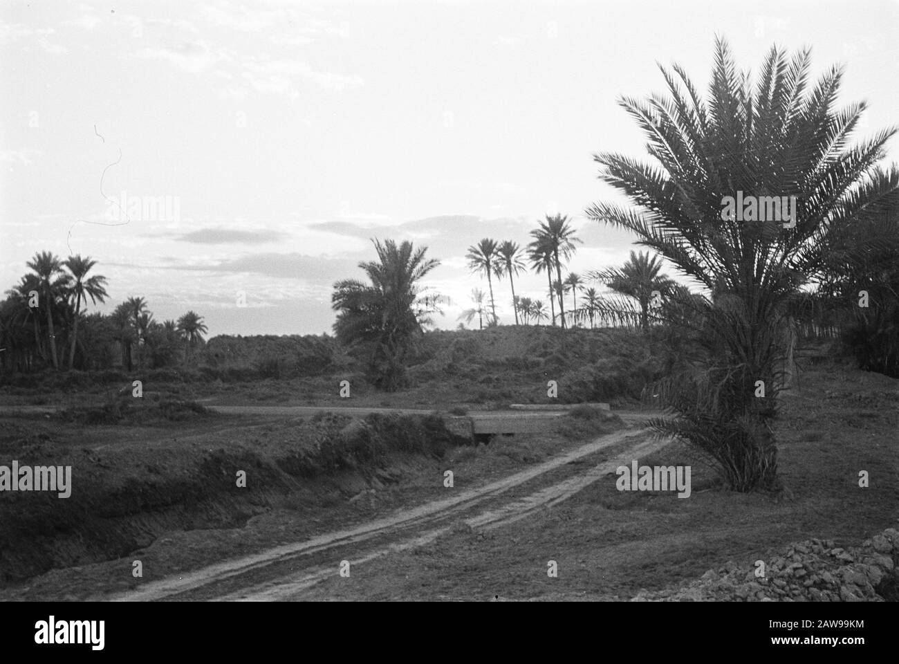 Paesaggi, palme Data: Parole Chiave dense: Paesaggi, palme Foto Stock