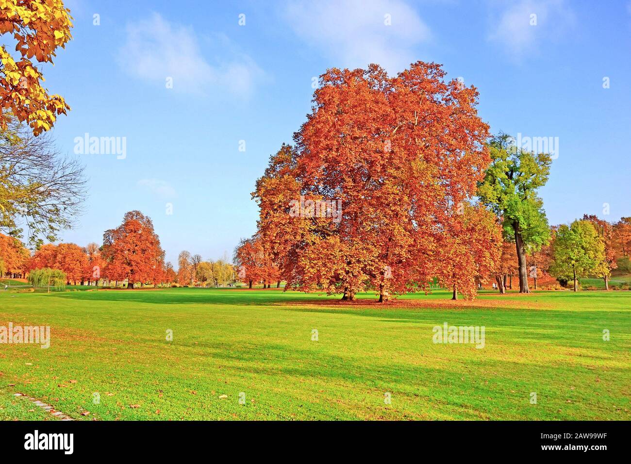 Colorato paesaggio autunnale - alberi vibranti nel parco, cielo blu Foto Stock