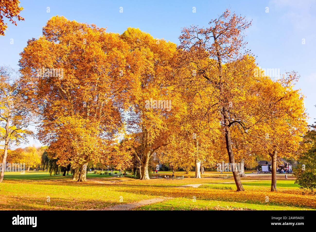 Colorato paesaggio autunnale - alberi vibranti nel parco, cielo blu Foto Stock