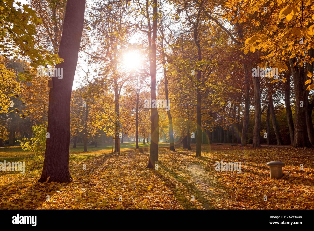 Colorato paesaggio autunnale - alberi vibranti nel parco, sole / tramonto / alba Foto Stock