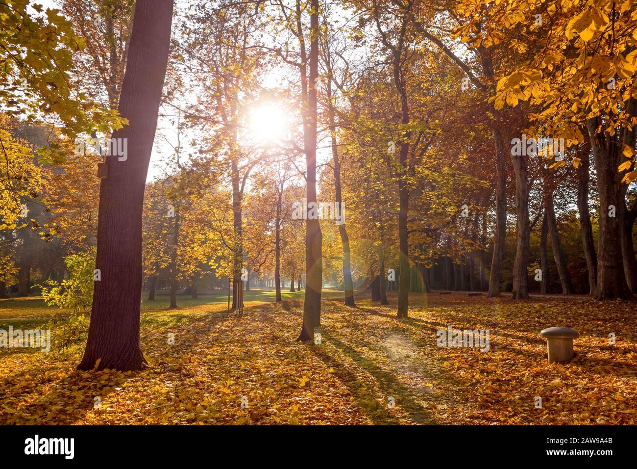 Colorato paesaggio autunnale - alberi vibranti nel parco, sole / tramonto / alba Foto Stock