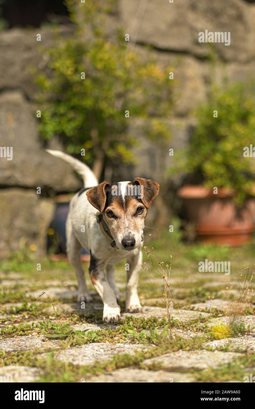 12 anni Jack Russell Terrier cane in un garen con muro di pietra e pavimentazione di pietra Foto Stock
