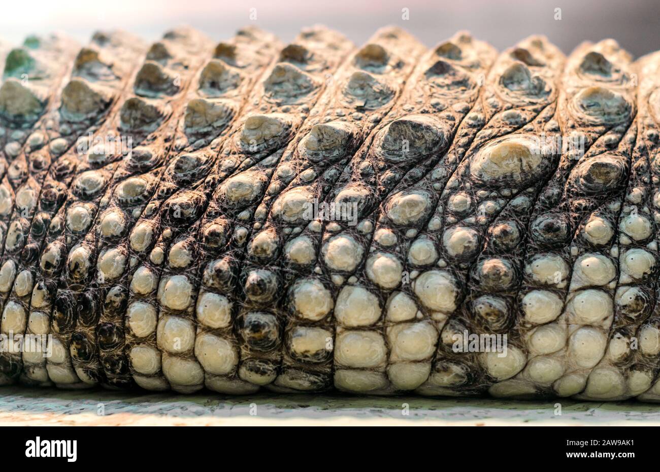 pelle coccodrillo coccodrillo coccodrillo in primo piano Foto Stock