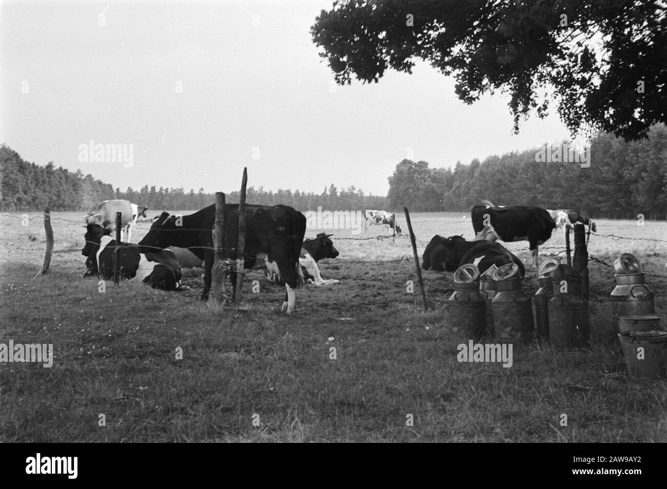 La Tenuta Di Utrecht. Il Deer Walk with Cattle Annotation: La proprietà deve il suo nome alla società di assicurazioni sulla vita Utrecht, assicurazioni NV. L'azienda ha estratto i grandi brughiere ampiamente dal 1898. Il 25 maggio 1899 è stato avviato con l'estrazione dei primi 700 ettari. I lavori sono stati eseguiti dall'Heidemij. Alla fine, il brughiera è stato convertito in 1.800 ettari di foresta e 600 ettari di terreno coltivabile, e in aggiunta, ha continuato ad esistere anche 400 ettari di natura. Data: Luglio 1974 luogo: Esbeek Parole Chiave: Bestiame, prati Foto Stock