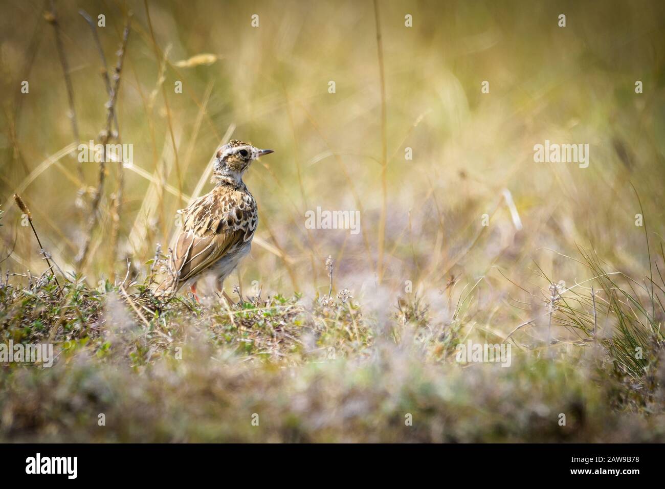 Lucernario eurasiatico (Alauda arvensis) seduto sull'erba Foto Stock