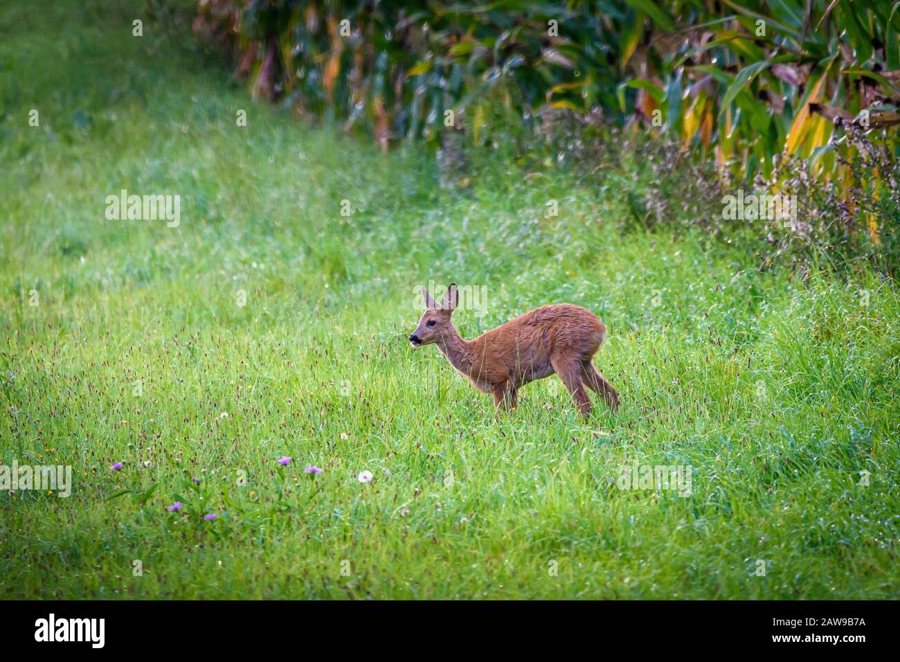 Capriolo mangiare erba Foto Stock