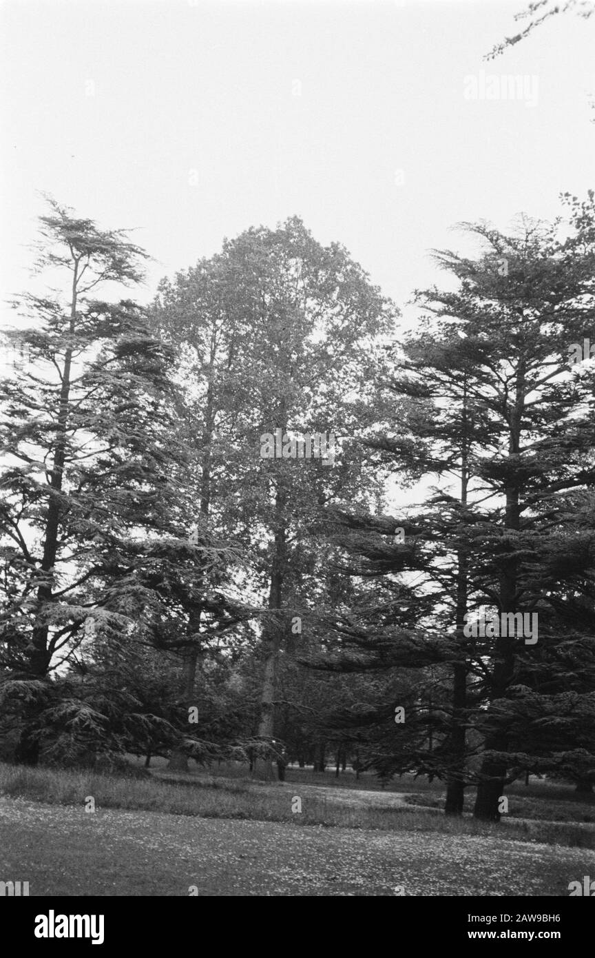 Old Copies Annotation: Original keyword Eugenü Date: June 1935 Location: Kew Gardens, London Keywords: Pioppo e salice Foto Stock