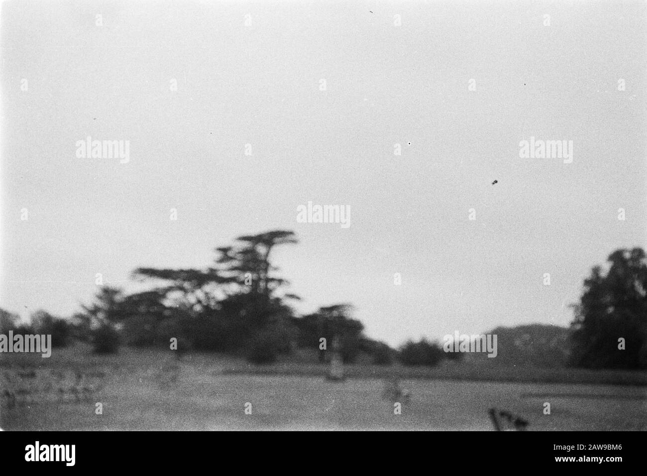 Old Copies Annotation: Original keyword Eugenü Date: June 1935 Location: Kew Gardens, London Keywords: Pioppo e salice Foto Stock