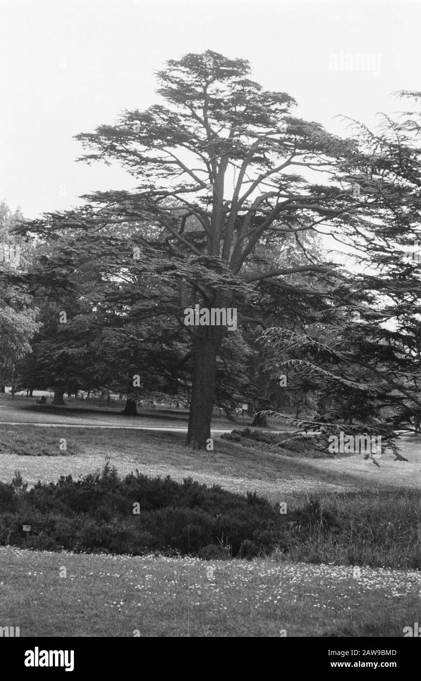 Old Copies Annotation: Original keyword Eugenü Date: June 1935 Location: Kew Gardens, London Keywords: Pioppo e salice Foto Stock