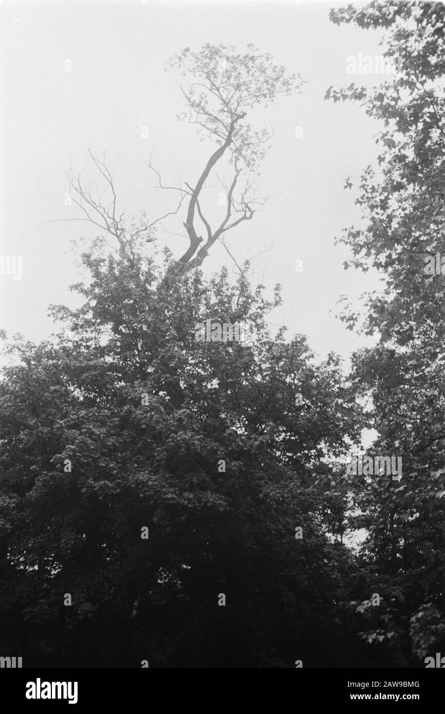Old Copies Annotation: Original keyword Eugenü Date: June 1935 Location: Kew Gardens, London Keywords: Pioppo e salice Foto Stock