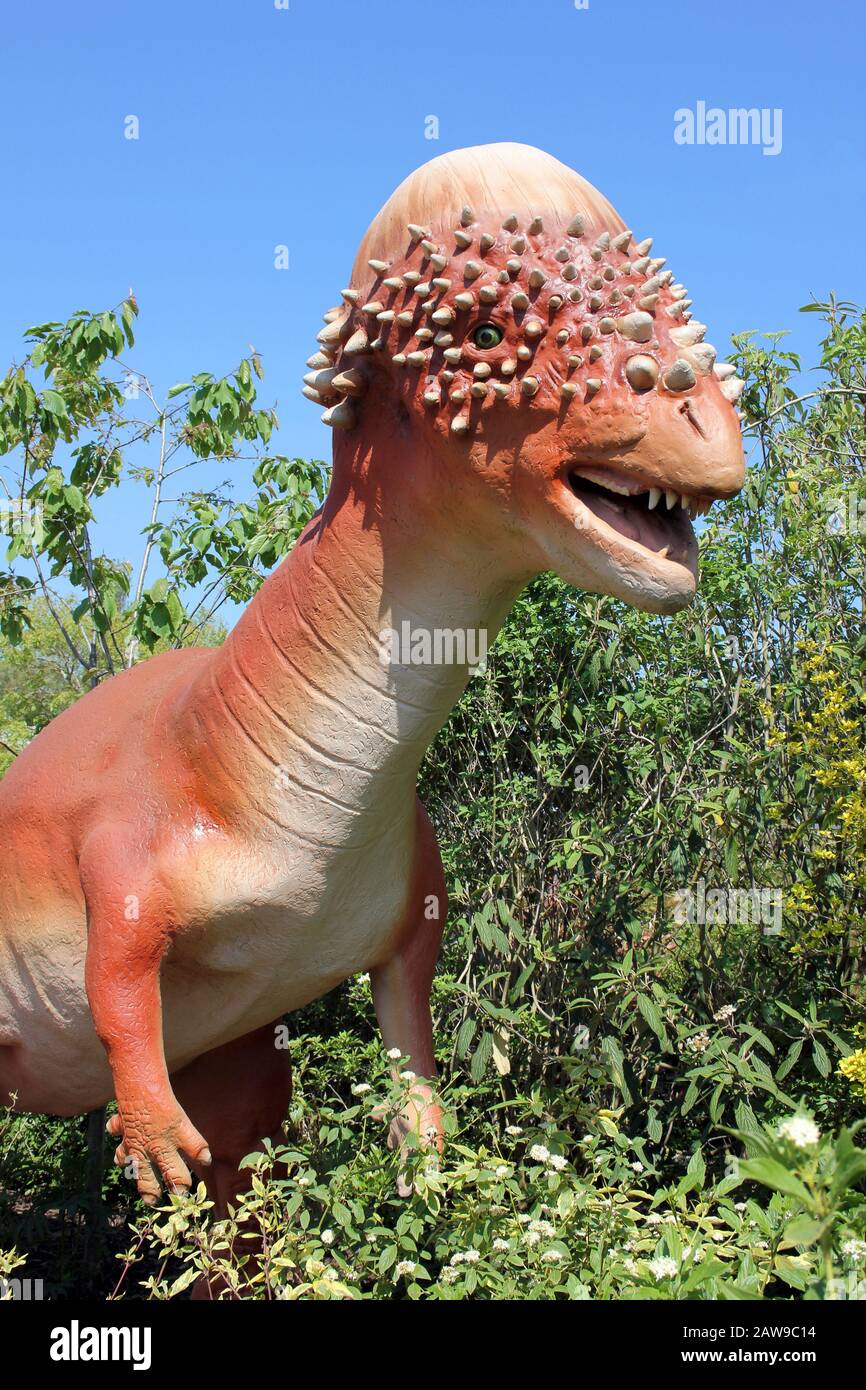 Pachycephalosaurus Foto Stock
