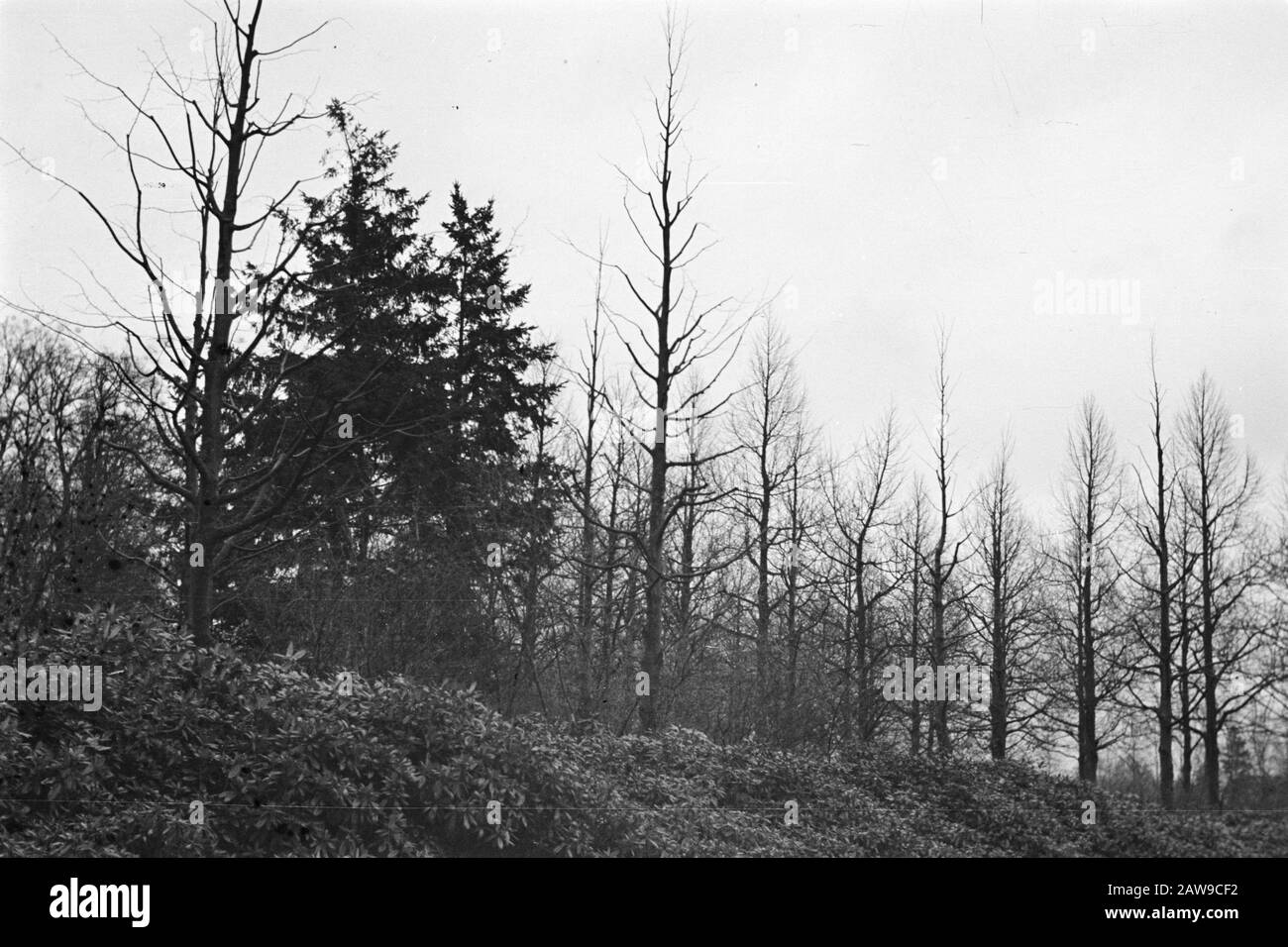 Decidue, conifere Data: Parole Chiave dense: Decidue, conifere Foto Stock