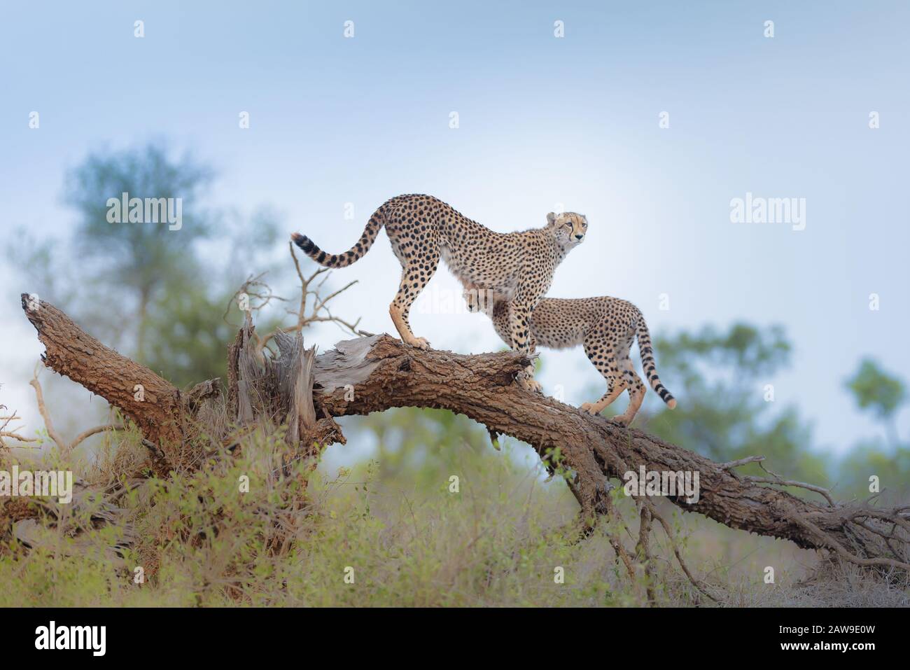 Cheetah nel deserto dell'Africa Foto Stock