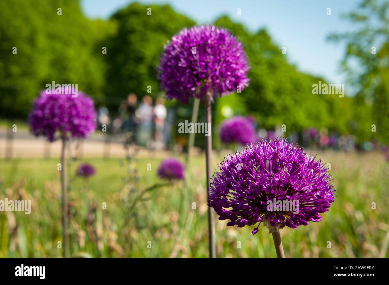 Fiori rosa sui parchi reali. Foto Stock