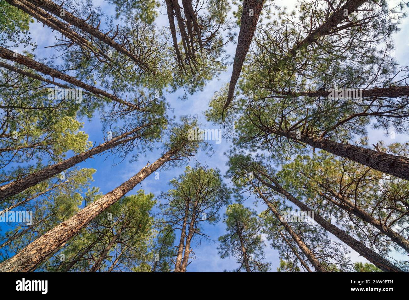 Guardando in su attraverso i pini in una foresta in Payson, Arizona Foto Stock