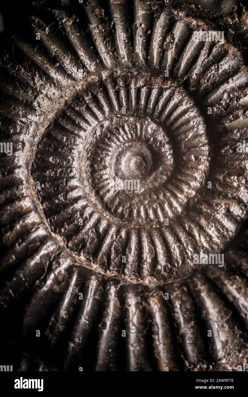 Primo piano di un guscio di ammonite fossilizzata Foto Stock