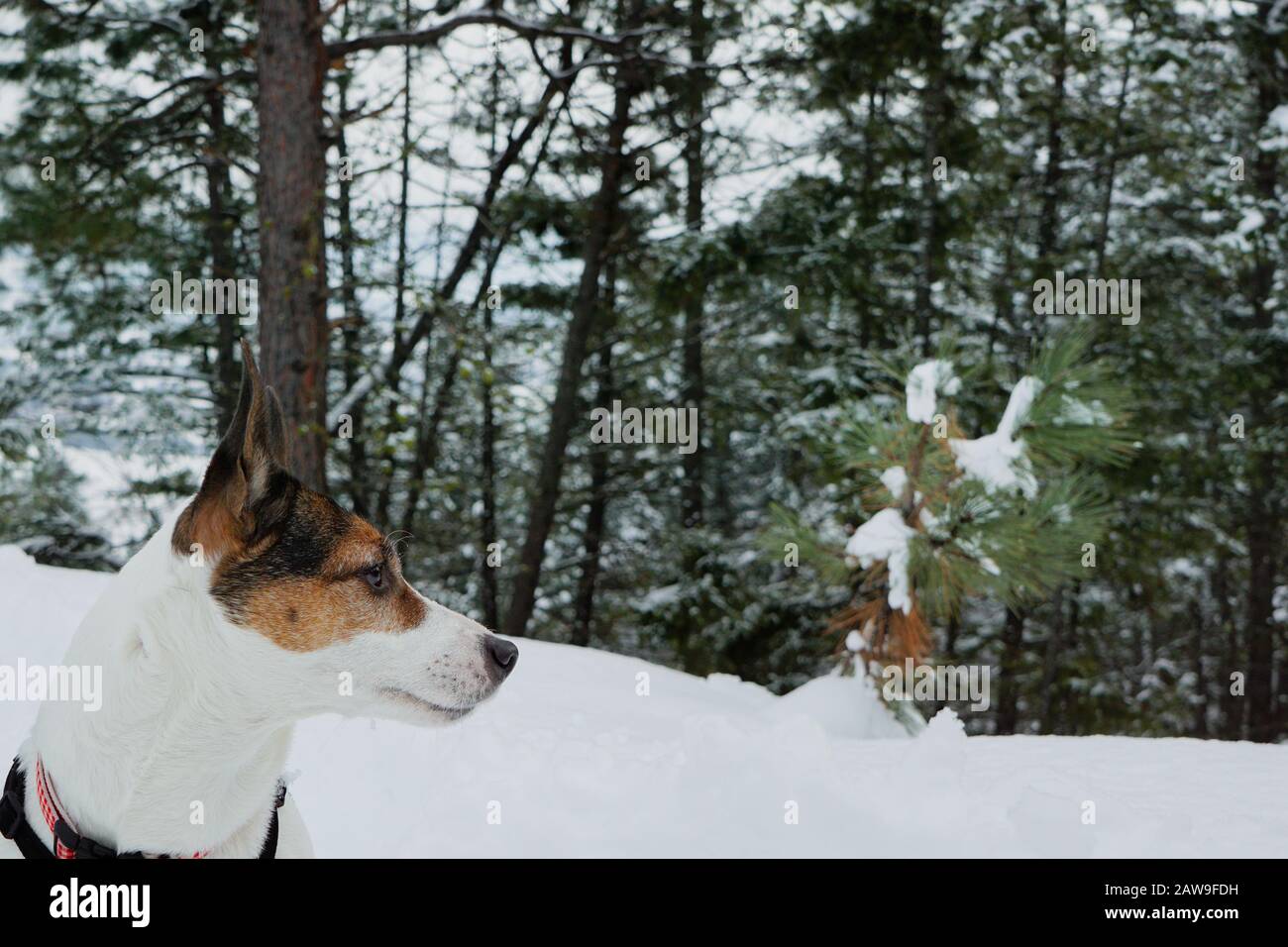 Cane guardando lateralmente nella foresta sempreverde innevata Foto Stock