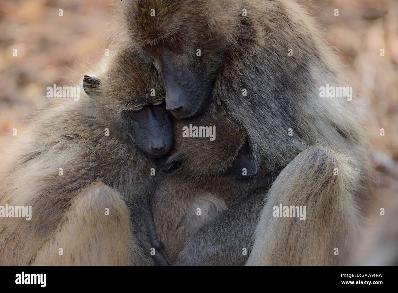 Babbuino nel deserto dell'Africa Foto Stock