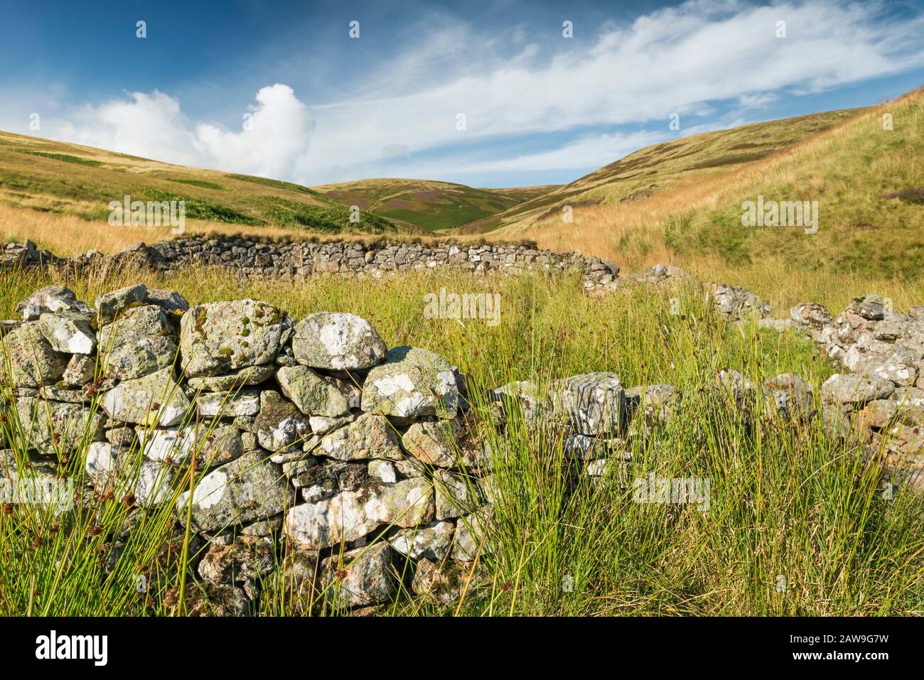 Ovile in Blind Burn Valley guardando verso Lamb Hill, Northumberland National Park, Inghilterra Foto Stock