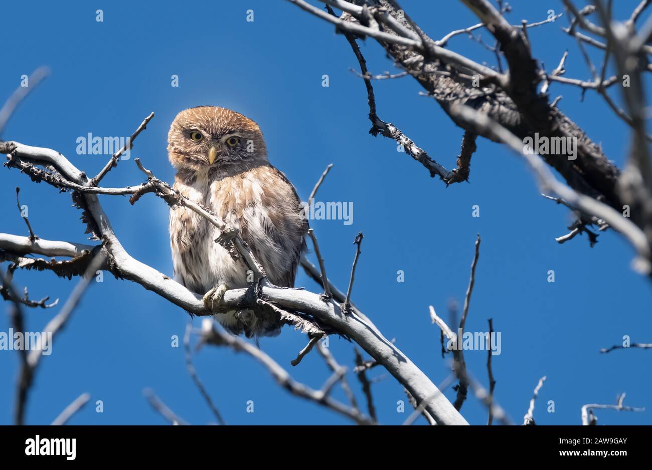 Gufo Pygmy Australe (Glaucidium Nana), Fitz Roy Trek, El Chalten, Patagonia, Argentina Foto Stock