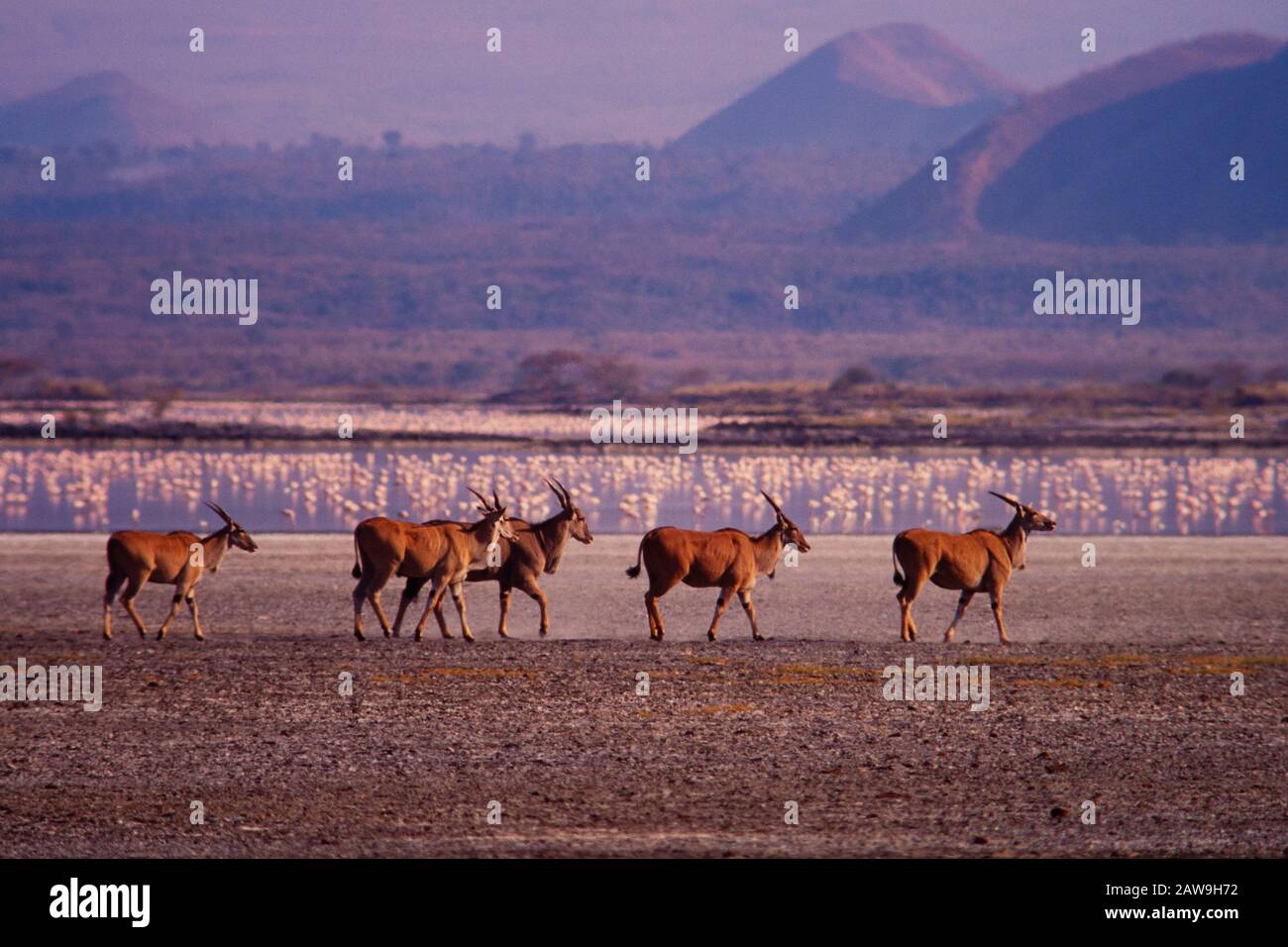 Grande Rift Valley affettare attraverso il Kenya centrale e meridionale. Lago elementaita. Eland. Foto Stock