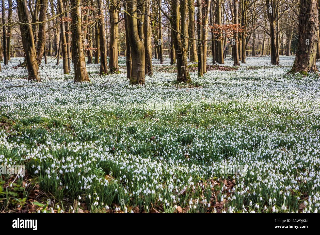 Snowdrops al Welford Park nel Berkshire. Foto Stock