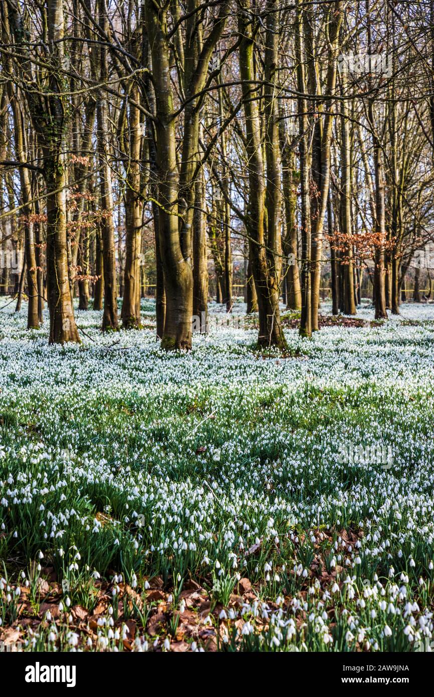 Snowdrops al Welford Park nel Berkshire. Foto Stock
