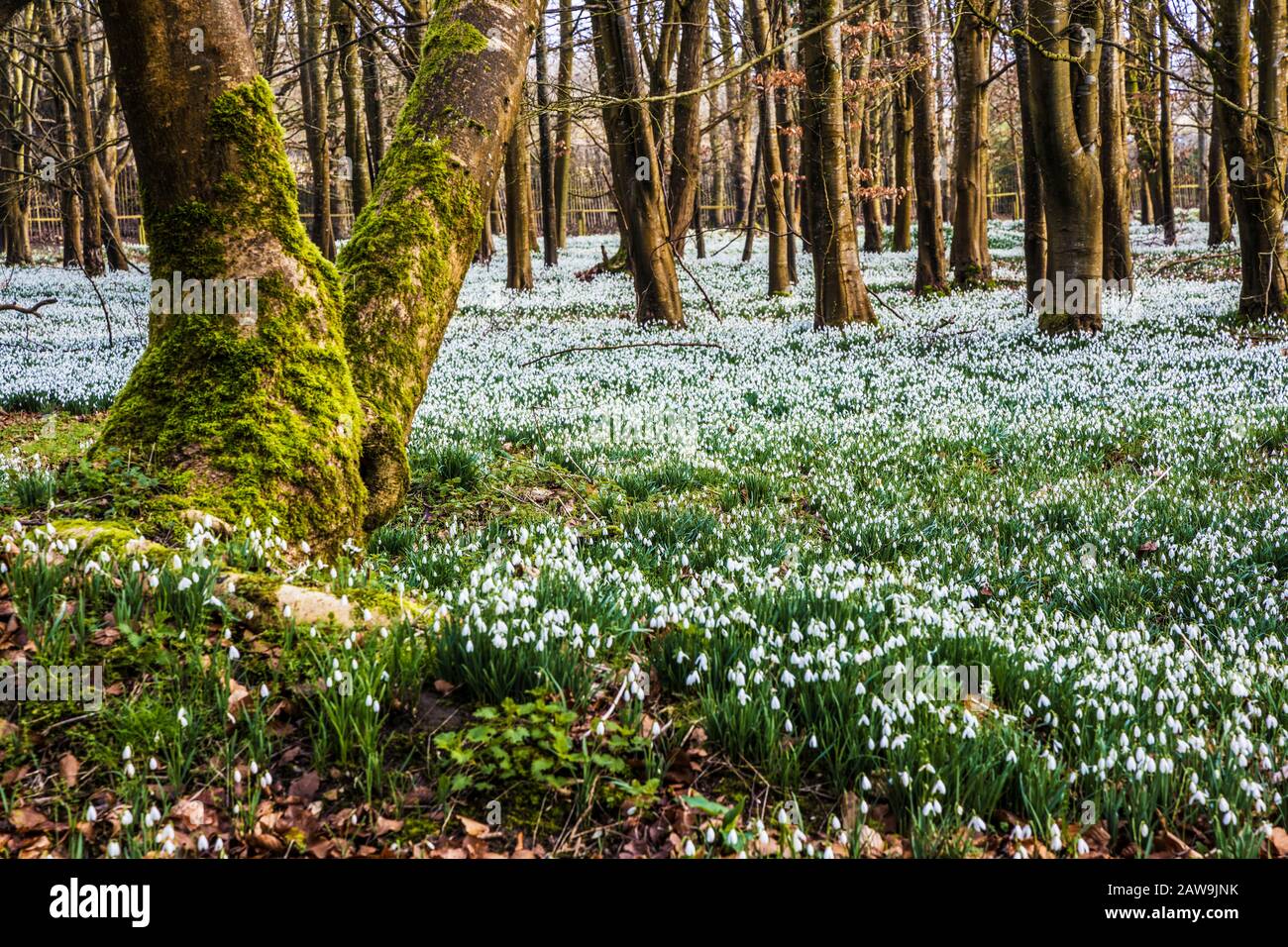 Snowdrops al Welford Park nel Berkshire. Foto Stock