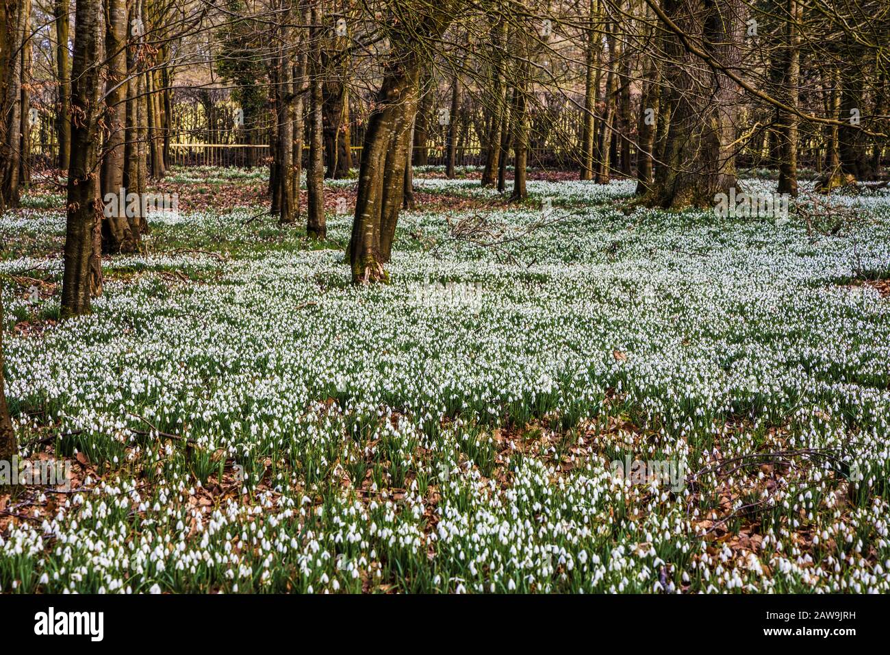 Snowdrops al Welford Park nel Berkshire. Foto Stock