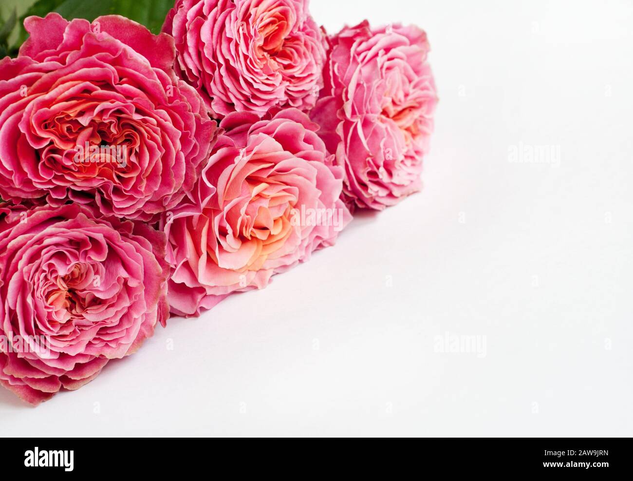 Bouquet di rose fresche, fiore sfondo luminoso. Closeup.Rose rosa su sfondo bianco. Foto Stock