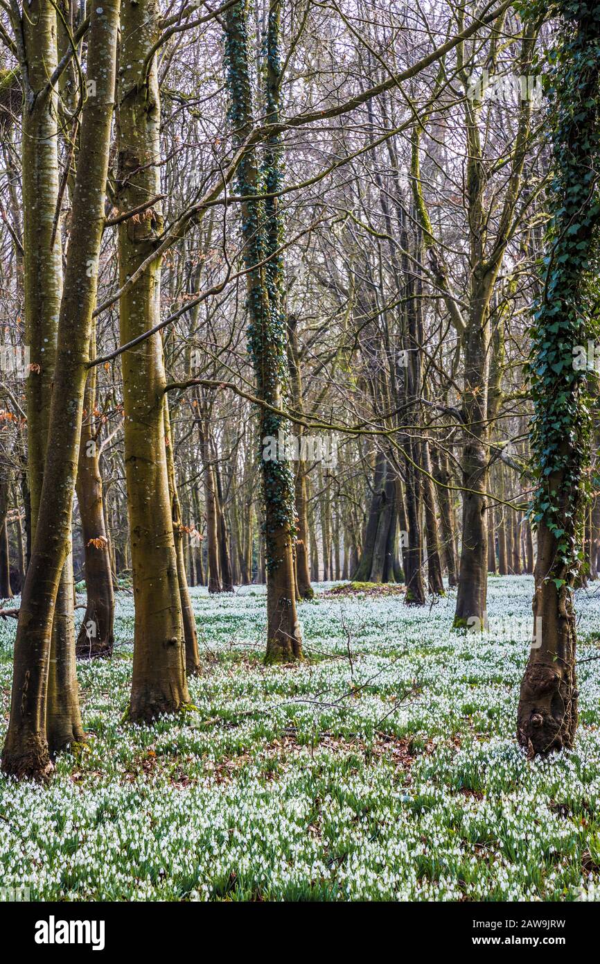 Snowdrops al Welford Park nel Berkshire. Foto Stock