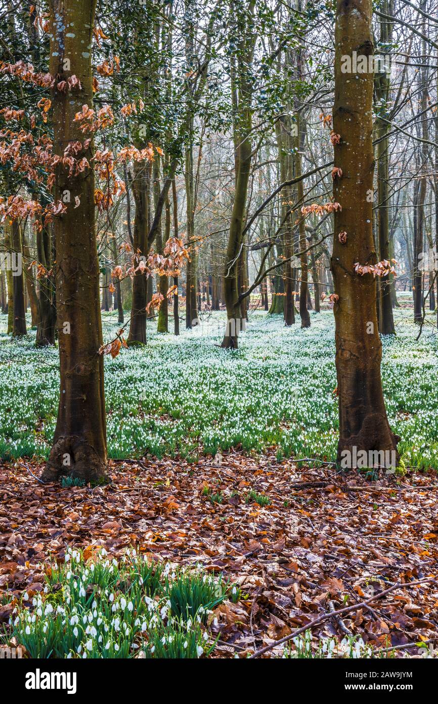 Snowdrops al Welford Park nel Berkshire. Foto Stock