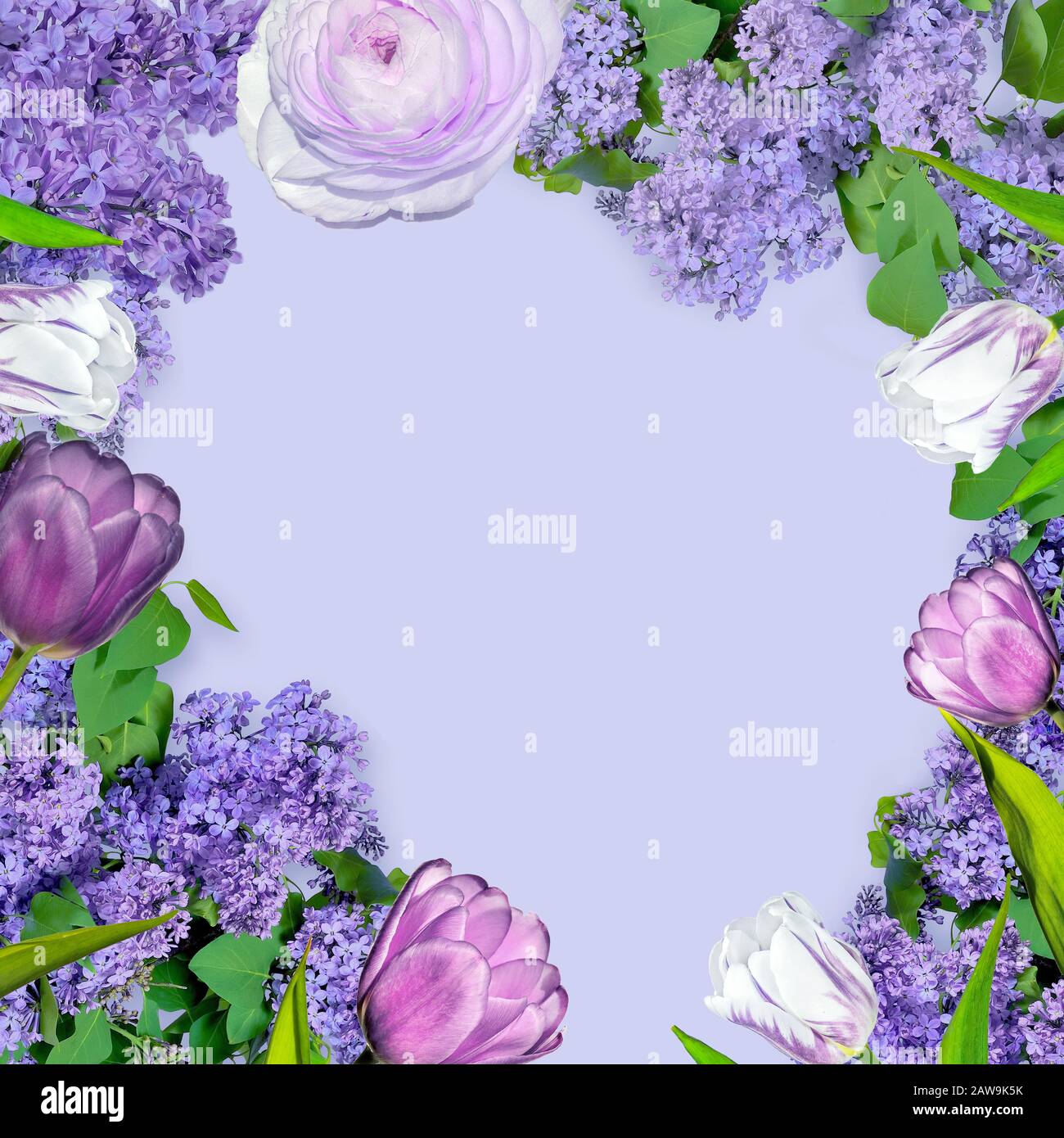 Splendida cornice floreale primaverile con fiori lilla e tulipani viola e bianco. Spazio vuoto per il testo del biglietto di auguri o invito per qualsiasi hol primaverile Foto Stock