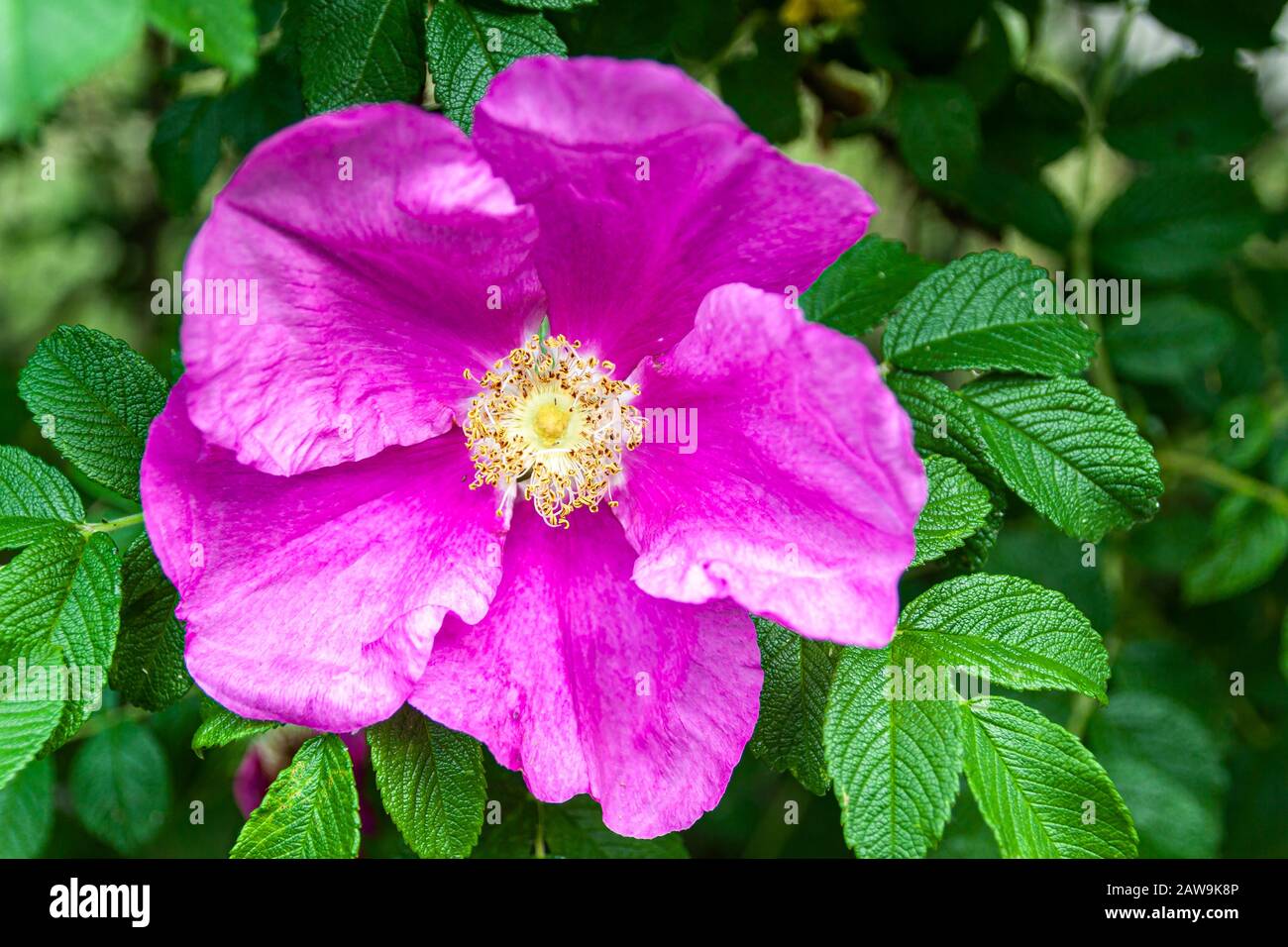 Un grande fiore rosato, all'inizio della primavera. Foto Stock